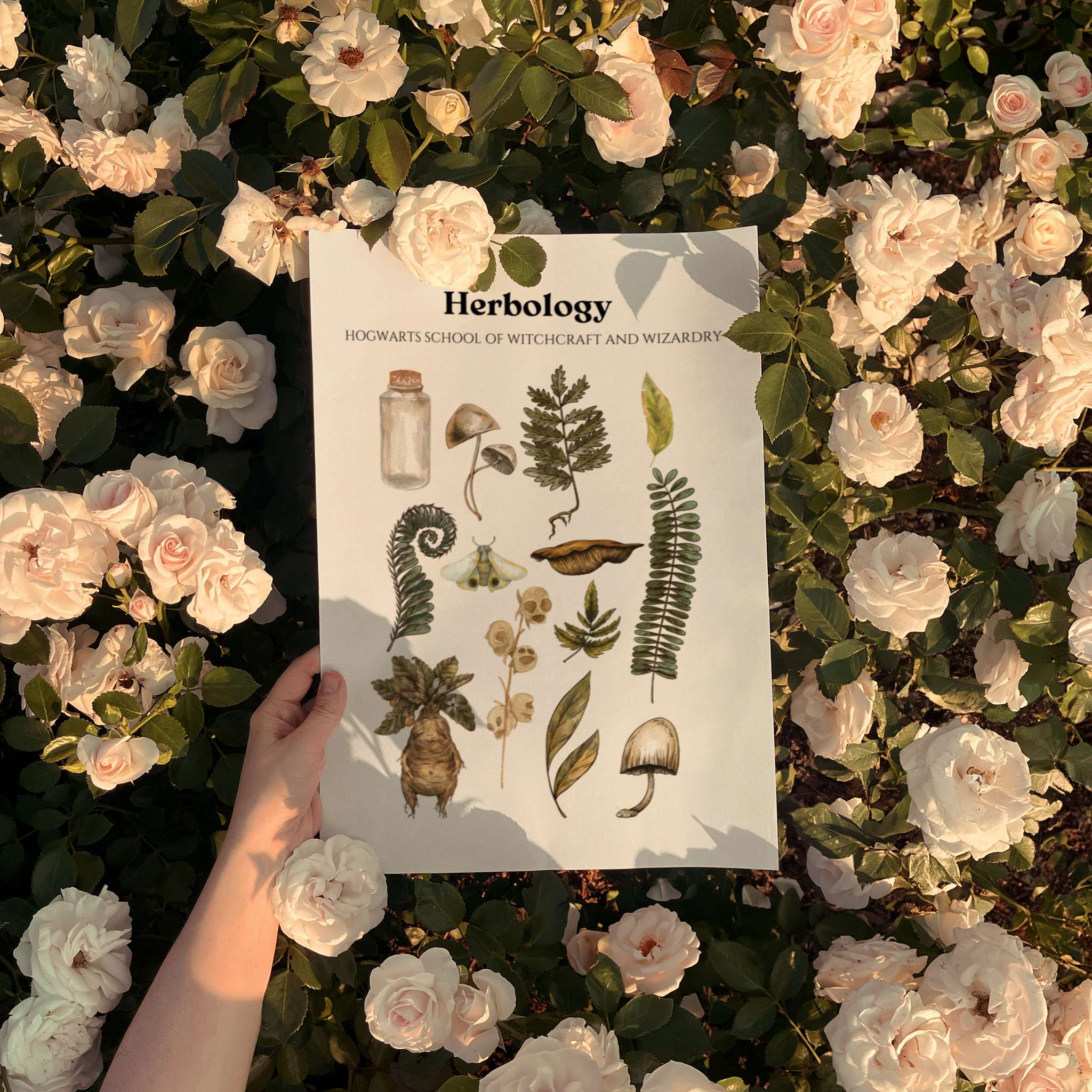 Herbology - Harry Potter - Image 6